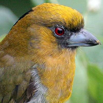 Prong-billed Barbet (Semnornis frantzii)