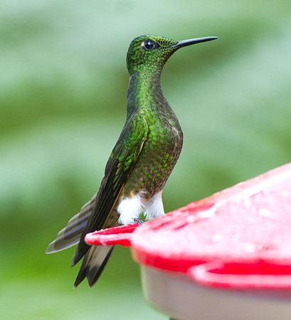 Buff-tailed Coronet (Boissonneaua flavescens)