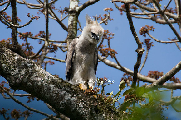 Harpy Eagle (Harpia harpyja)