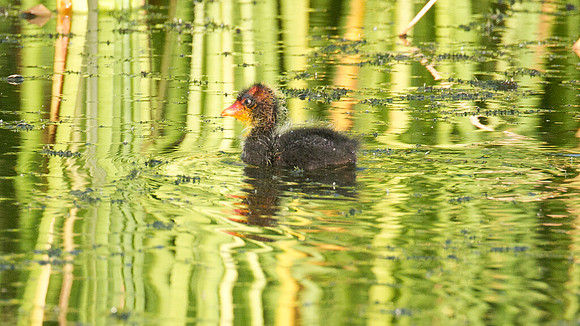 Caribbean Coot (Fulica caribaea) immature