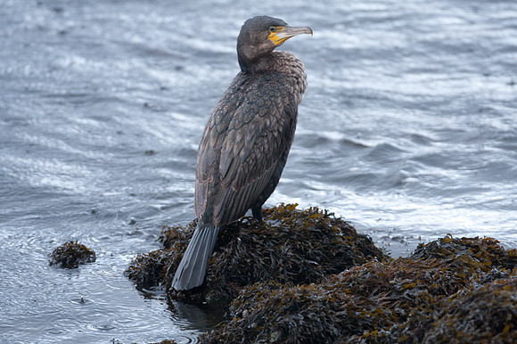 Great Cormorant (Phalacrocorax carbo) also known as Great Black Cormorant, Black Cormorant, Black Shag