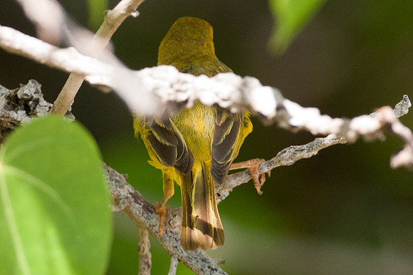 Yellow Warbler (?) (Dendroica petechia)