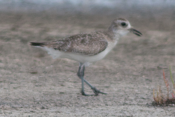 American Golden Plover (Pluvialis dominica)