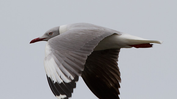 Grey-hooded Gull (Chroicocephalus cirrocephalus)