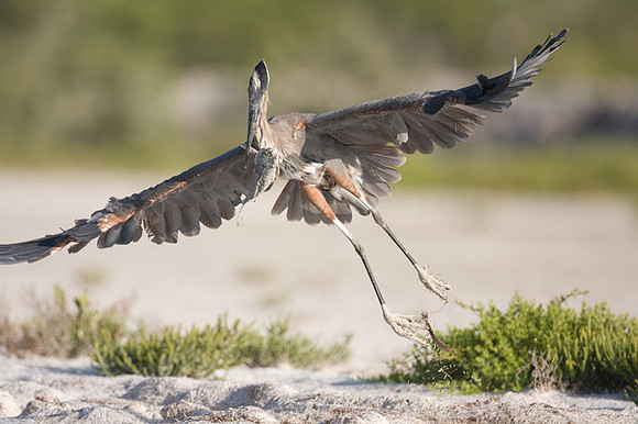 Great Blue Heron (Ardea herodias)