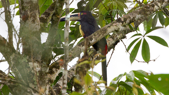 Collared Aracari (Pteroglossus torquatus) pale mandibled
