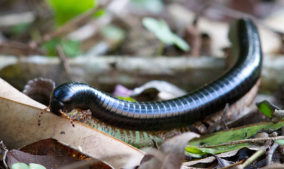 African millipede (Archispirostreptus gigas)