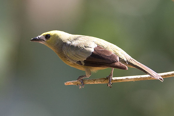 Palm Tanager (Thraupis palmarum)