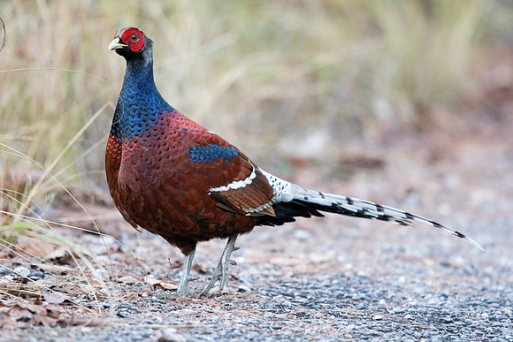 Mrs. Hume's pheasant (Syrmaticus humiae) Male