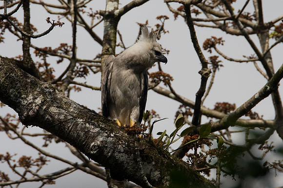 Harpy Eagle (Harpia harpyja) juvenile