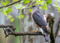 Cooper's Hawk (Accipiter cooperii)