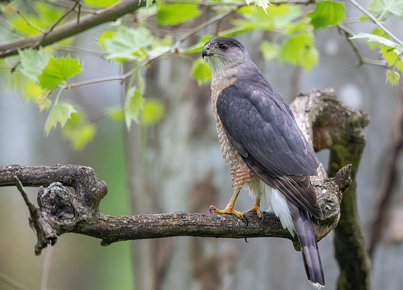 Cooper's Hawk (Accipiter cooperii)