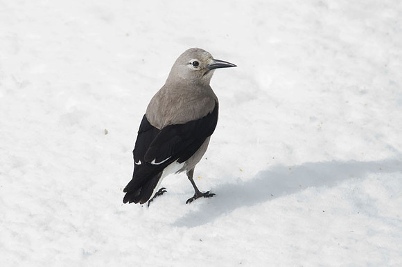 Clark's Nutcracker (Nucifraga columbiana)