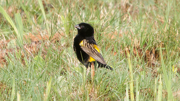 Yellow Bishop (Euplectes capensis) Male
