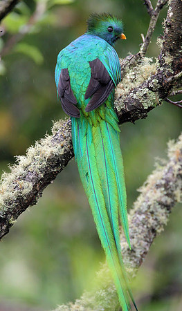 Resplendent Quetzal (Pharomachrus mocinno) male