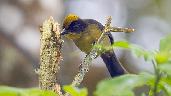 Tricolored Brush Finch (Atlapetes tricolor)