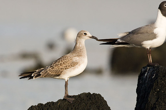 Laughing Gull (Leucophaeus atricilla) immature, 2nd winter