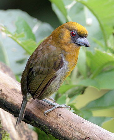 Prong-billed Barbet (Semnornis frantzii)