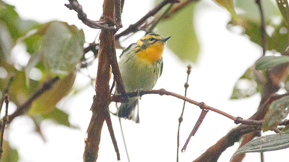 Blackburnian Warbler (Setophaga fusca)