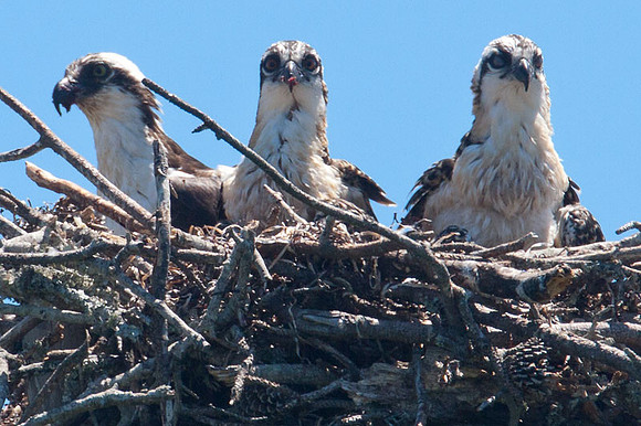 Osprey (Pandion haliaetus) adult with juveniles