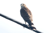 Broad-winged Hawk (Buteo platypterus) juvenile