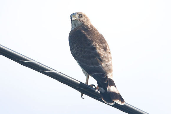 Broad-winged Hawk (Buteo platypterus) juvenile