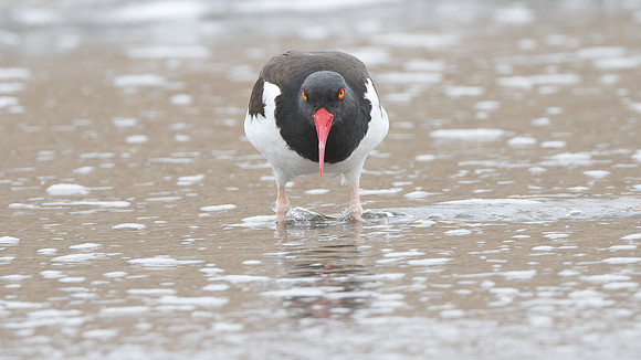American Oystercatcher (Haematopus palliatus)