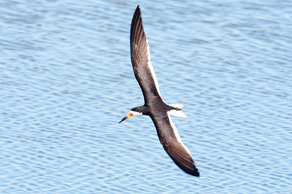 Black Skimmer (Rynchops niger)