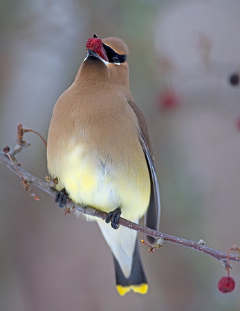 Cedar Waxwing (Bombycilla cedrorum)
