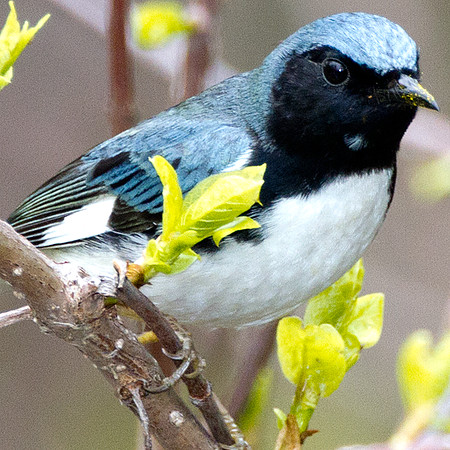 Black-throated Blue Warbler (Dendroica caerulescens)