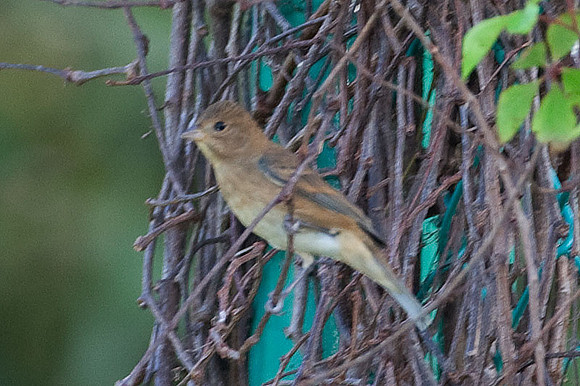 Indigo Bunting (Passerina cyanea)