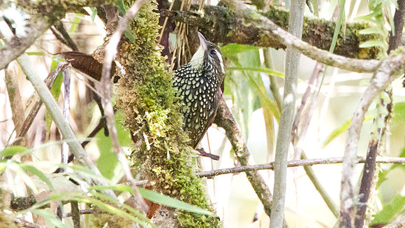 Pearled Treerunner (Margarornis squamiger)