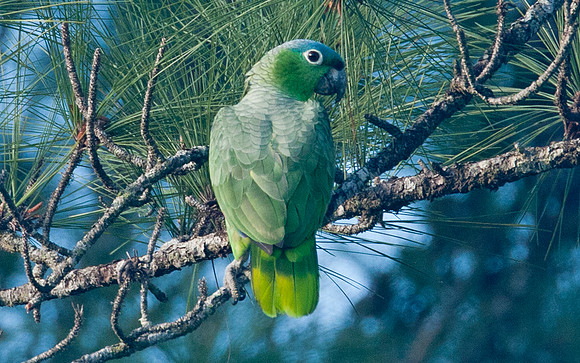 Mealy Amazon (Amazona farinosa) also known as Mealy Parrot