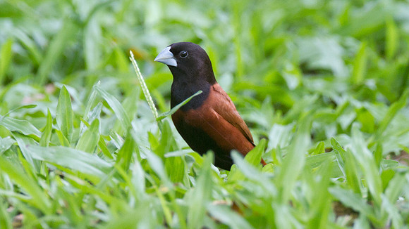 Black-headed Munia (Lonchura atricapilla)