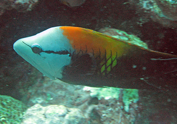 Fish