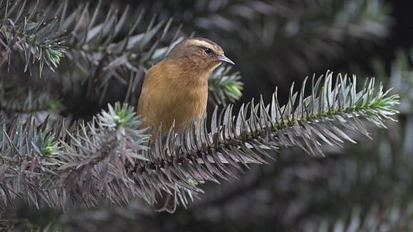 Cinereous Conebill (Conirostrum cinereum)