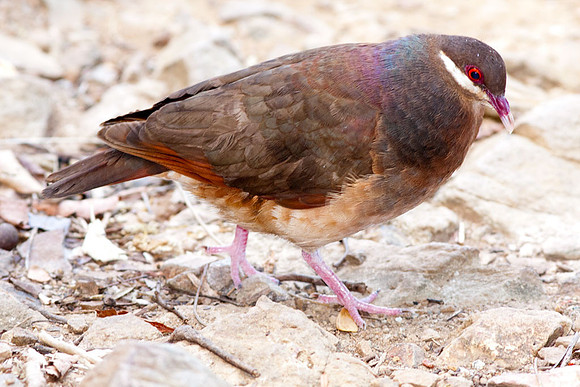 Bridled Quail-dove (Geotrygon mystacea)