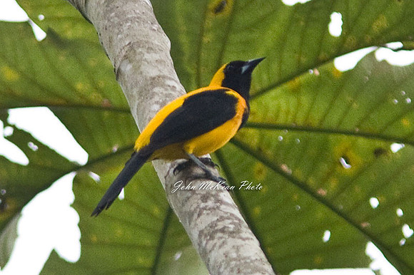 Yellow-backed Oriole (Icterus chrysater)