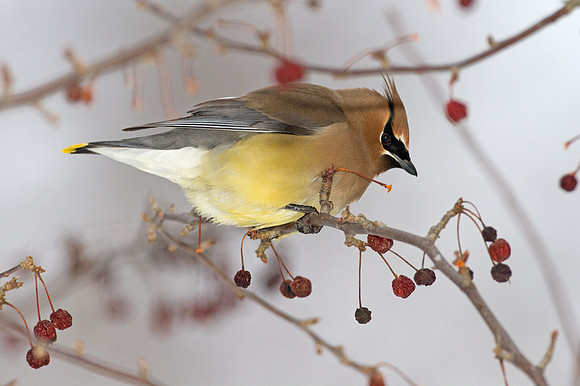Cedar Waxwing (Bombycilla cedrorum)