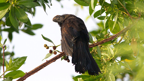 Smooth-billed Ani (Crotophaga ani)
