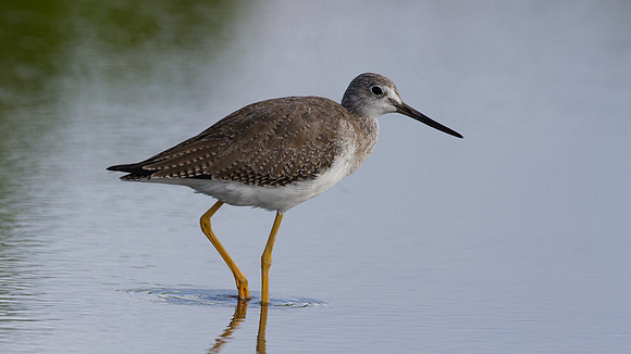 Greater Yellowlegs (Tringa melanoleuca)
