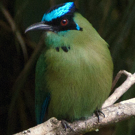 Highland Motmot (Momotus momota)