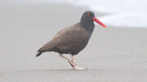 Blackish Oystercatcher (Haematopus ater)