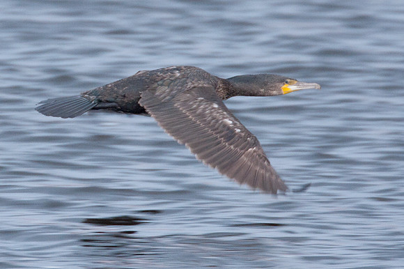 Great Cormorant (Phalacrocorax carbo) also known as Great Black Cormorant, Black Cormorant, Black Shag