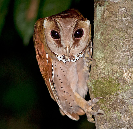 Oriental Bay Owl (Phodilus badius)