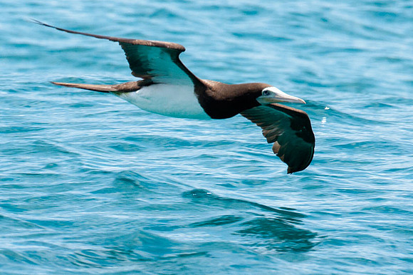 Brown Booby (Sula leucogaster)