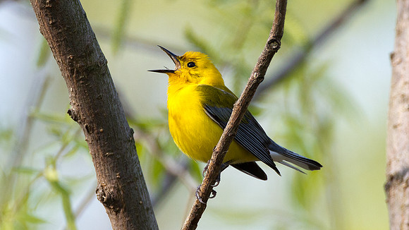 Prothonotary Warbler (Protonotaria citrea)