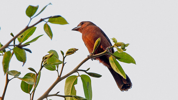Silver-beaked Tanager (Ramphocelus carbo)