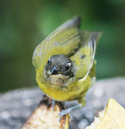 Common Bush-tanager (Chlorospingus ophthalmicus)