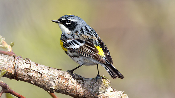 Yellow-rumped Warbler (Dendroica coronata)